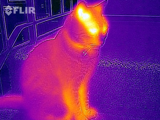 FlirOne being used to show the heat signature of a cat.