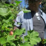 FEELING MALLOW  – Learning to Recognize the Common Mallow Plant